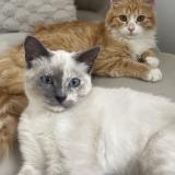 Photo de chat perdu à Somain