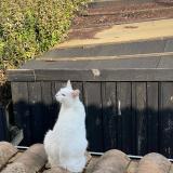 Photo de chat perdu à La Rochelle