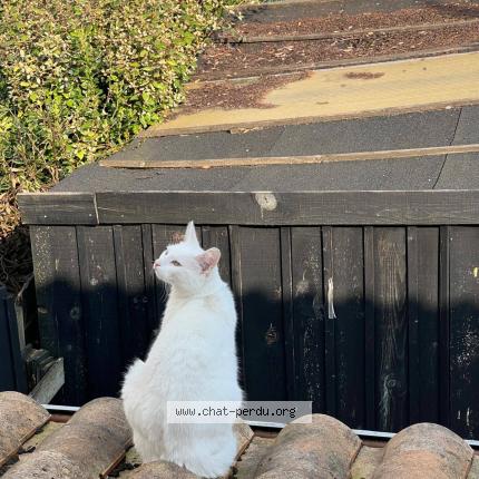 Photo 1/1 zorba Chat perdu à La rochelle
