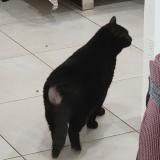 Photo de chat perdu à Le Val