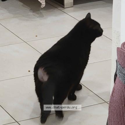 Photo 1/1 Mila Chat perdu à Le val