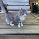 Photo de chat trouvé à Pledeliac