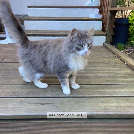 Photo 1/1 Chat trouvé Trouvé à Pledeliac