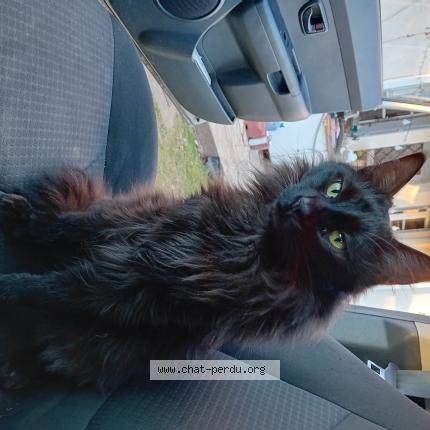 Photo 1/1 Udon Chat perdu à Le pizou