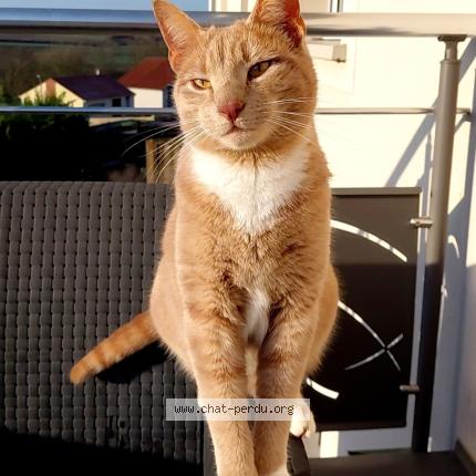 Photo 1/1 MALO Chat perdu à Faulquemont