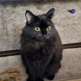 Photo de chat perdu à Herzeele