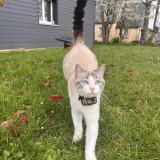 Photo de chat perdu à Saint Jean Kerdaniel