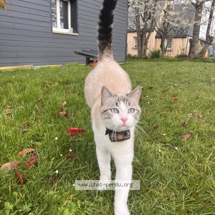 Photo 1/1 Derpy Chat perdu à Saint jean kerdaniel