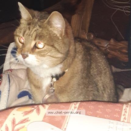 Photo 1/1 Mimi Chat perdu à Villenave d ornon