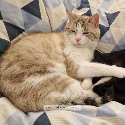 Photo 1/1 PILOU Chat perdu à La rochelle