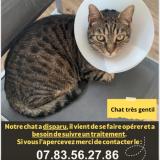 Photo de chat perdu à Vitry Sur Seine