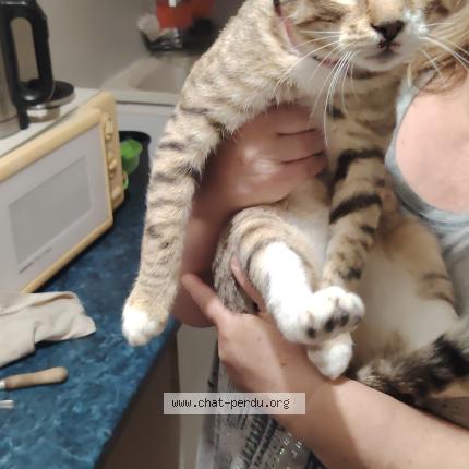 Photo 1/1 Chat trouvé Trouvé à Verneuil sur seine