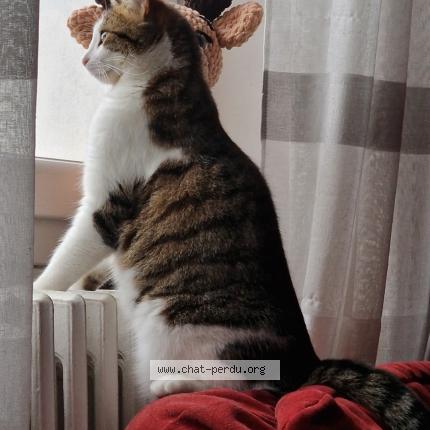 Photo 1/1 Chi Chat perdu à Yzeron