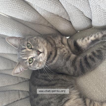 Photo 1/1 Umaya Chat perdu à La roquette sur siagne