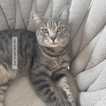 Photo 1/1 Chat retrouvé Perdu à La Roquette Sur Siagne
