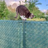 Photo de chat perdu à Buysscheure