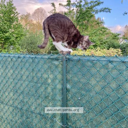 Photo 1/1 Smarties Chat perdu à Buysscheure