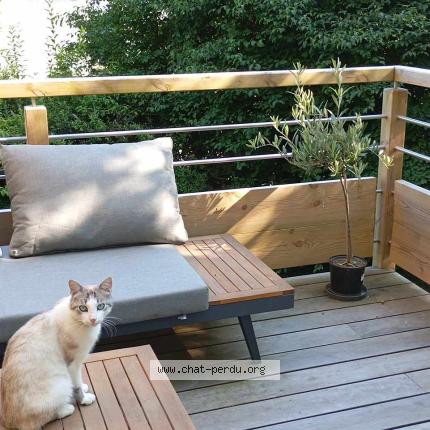 Photo 1/1 Coralie Boileau Chat perdu à Isse