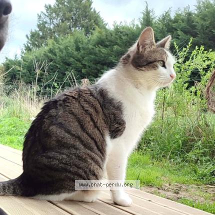 Photo 1/1 théo Chat perdu à Beaupuy