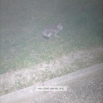 Photo 1/1 Chat trouvé Trouvé à Cavaillon