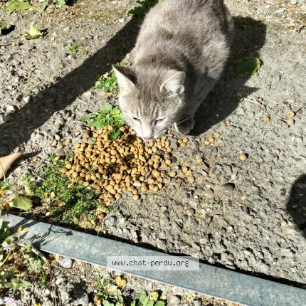 Photo 2/4 Chat trouvé Trouvé à Cavaillon