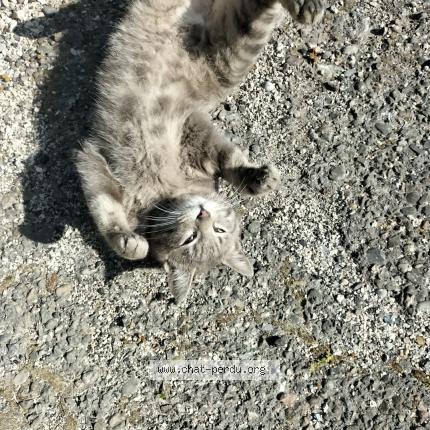 Photo 4/4 Chat trouvé Trouvé à Cavaillon