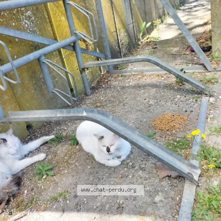 Photo 1/2 Chat trouvé Trouvé à Cavaillon