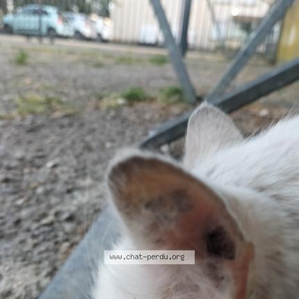 Photo 2/2 Chat trouvé Trouvé à Cavaillon