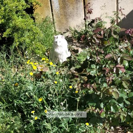 Photo 3/4 Chat trouvé Trouvé à Cavaillon