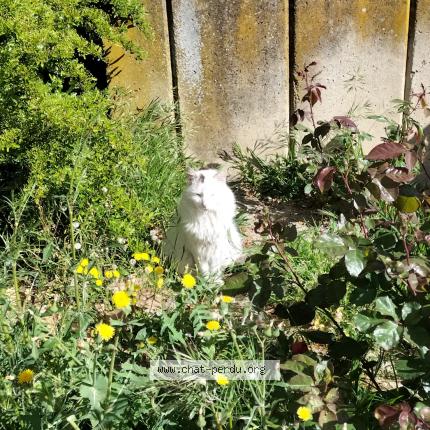 Photo 4/4 Chat trouvé Trouvé à Cavaillon