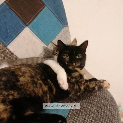 Photo 1/1 Mimi Chat perdu à Bordeaux