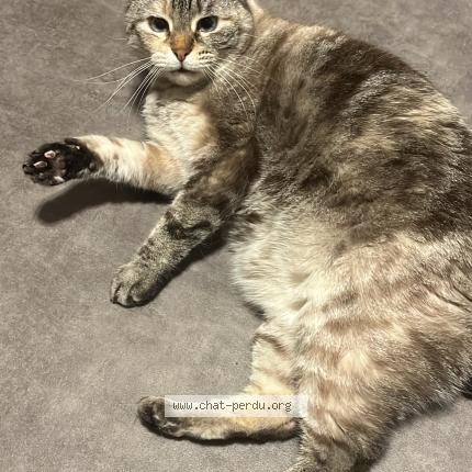 Photo 1/1 Crystal Chat perdu à Thionville