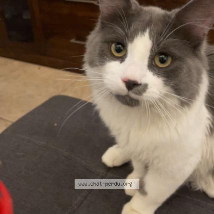 Photo 1/1 Scar Chat perdu à Montreal