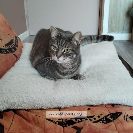 Photo 1/1 Tsuky Chat perdu à Gagny