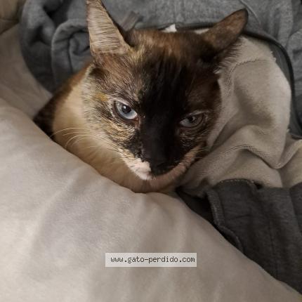 Photo 1/1 Monchito Chat perdu à Salou