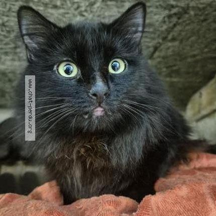 Photo 1/4 Chat trouvé Trouvé à Sartrouville