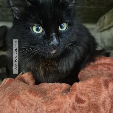 Photo 2/4 Chat trouvé Trouvé à Sartrouville