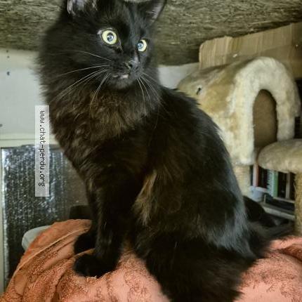 Photo 3/4 Chat trouvé Trouvé à Sartrouville