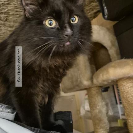 Photo 4/4 Chat trouvé Trouvé à Sartrouville