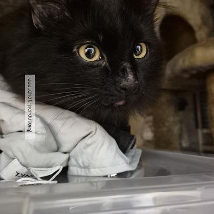 Photo 5/5 Chat trouvé Trouvé à Sartrouville