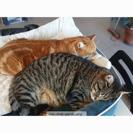 Photo 1/1 pepin Chat perdu à 31200 toulouse