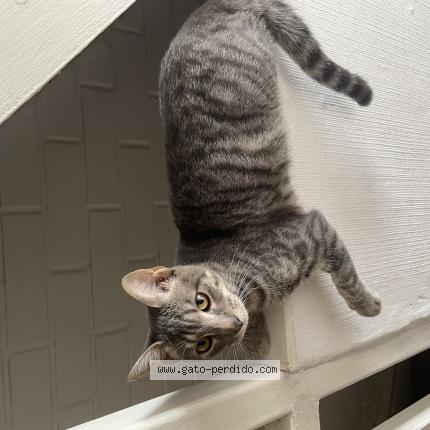 Photo 1/1 Khili Chat perdu à Talagante