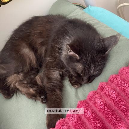 Photo 1/1 Venus Chat perdu à Bapaume