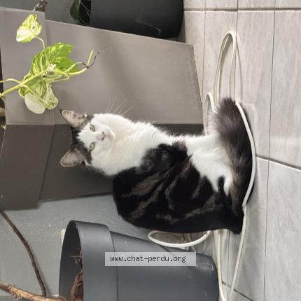 Photo 1/1 Yoko Chat perdu à Donzere