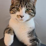 Photo de chat perdu à Montreal