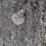 Photo de chat trouvé à Rougemont