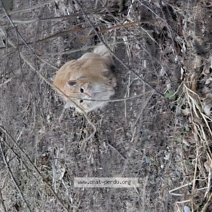 Photo 1/1 Chat trouvé Trouvé à Rougemont