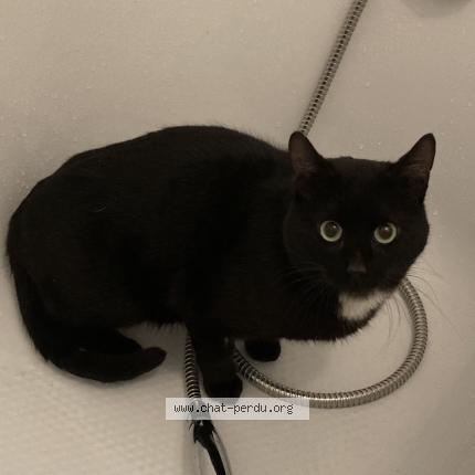 Photo 1/1 Chat trouvé Trouvé à Montauban