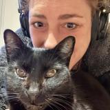 Photo de chat perdu à Toulouse