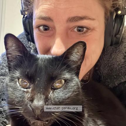 Photo 1/1 Patti Chat perdu à Toulouse